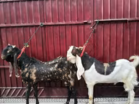 Cabro, Kamori goats — foto 3