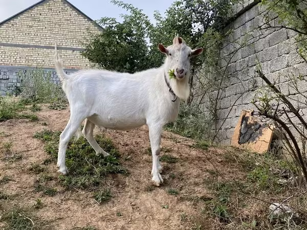 Keçilər (partiya, cinsi göstərilməyib), Saanen goat