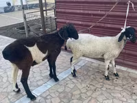 Вівці (партія, стать не вказано), Вівці — фото 1