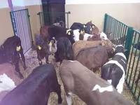 Cow, Cattle — photo 7
