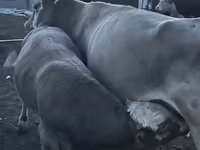 ثور, Simmental cattle — الصورة 6