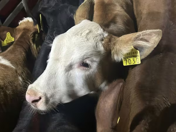 Rinder (Partie, Geschlecht nicht angegeben), Simmental cattle