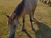 Кобила, Azerbaijan horse — фото 5