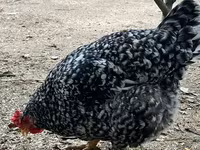 Chickens — الصورة 7