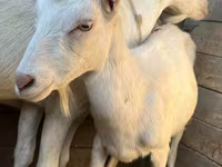 Ziege, Saanen goat — Foto 3