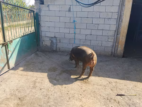 Verro, Дюрок