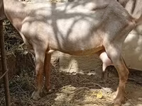 عنزة, الماعز — الصورة 1