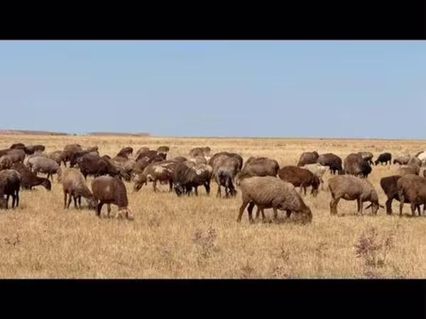 Oveja, Kazakh fat-tailed coarsewool sheep