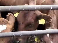 Sigir, Swiss cattle — 1-rasm