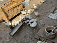 Ducks — foto 3