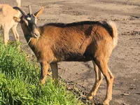 Dişi keçi, Alpine goat — foto 6