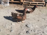 Ducks — الصورة 2