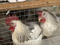 Chickens — foto 6
