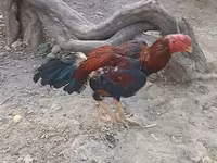 Chickens — Foto 1