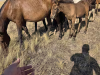 Stute, Kazakh horse — Foto 2