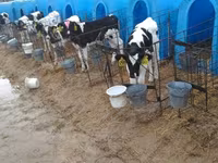 Bulle, Holstein-Rasse — Foto 3