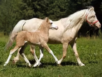 Aygʻir, American shetland pony — 2-rasm