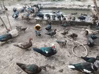 Ducks — Foto 4