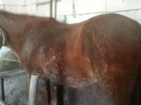 घोड़ी, Kazakh horse — फ़ोटो 3