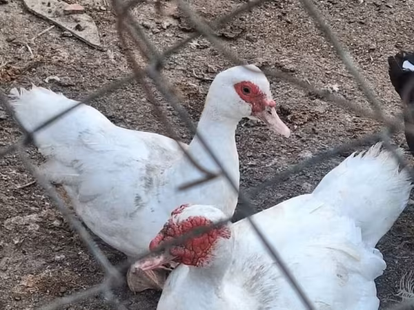 डोमेस्टिक मस्कोवी