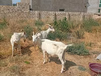 Коза, Saanen goat — фото 4
