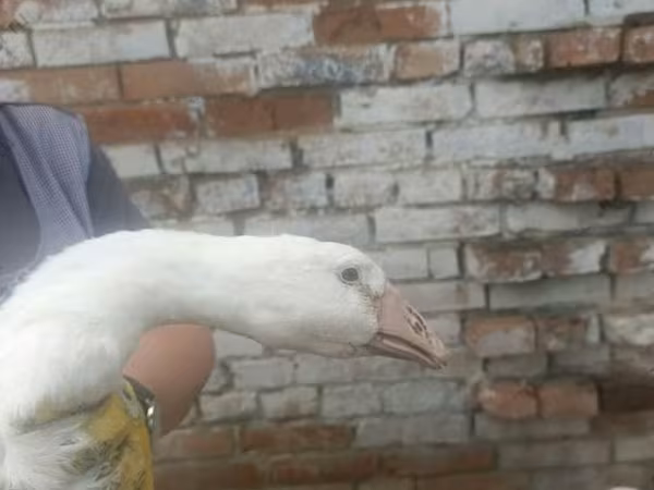 ليندا