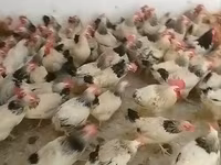 Chickens — फ़ोटो 4