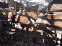 Бұқа, Simmental cattle — 3-сурет
