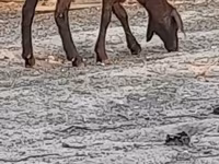भेड़, Blackheaded Persian sheep — फ़ोटो 5