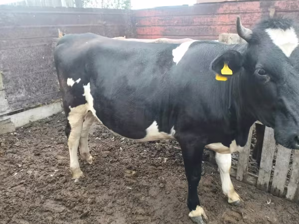 Kuh, Swiss cattle
