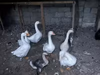 Geese — foto 1