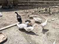 Ducks — Foto 3