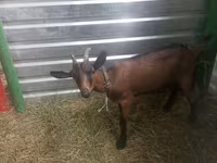 बकरी, Alpine goat — फ़ोटो 4