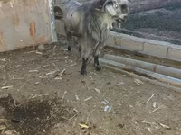 Ziegenbock, Damask goat — Foto 1