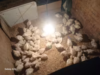 Chickens — Foto 2