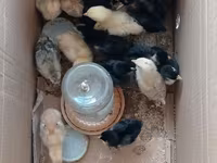 Chickens — Foto 8