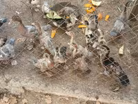 pato criollo doméstico — foto 3