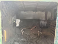 Toro, Ganado vacuno — foto 7
