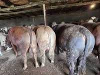 Bulle, Simmental cattle — Foto 4