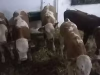 Rinder (Partie, Geschlecht nicht angegeben), Simmental cattle — Foto 3