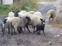 Oveja, Romanov sheep — foto 7