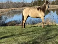 At, Rocky Mountain Horse — foto 2