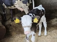 Sigir, Russian Black pied cattle — 3-rasm