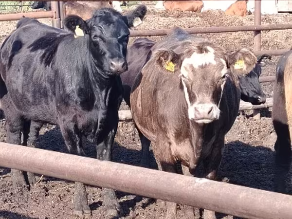 Aberdeen-Angus