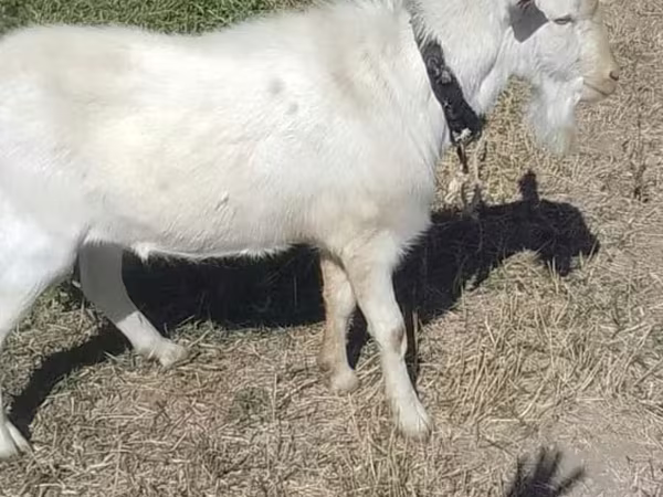 Козел, Saanen goat