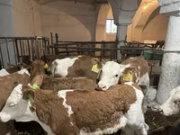 Toro, Simmental cattle — foto 4