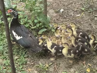 Hausente — Foto 3