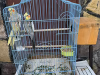 Nimfa (Cockatiel) cütlüyü + qəfəs - Növ: Nimfa papağanı (Cockatiel) — الصورة 1