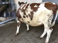 Cow, Holstein breed — photo 1