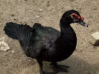 Ducks — 1-сурет